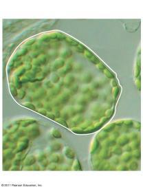 Organelles Cell Chloroplast 1 m Organelles Organelles are