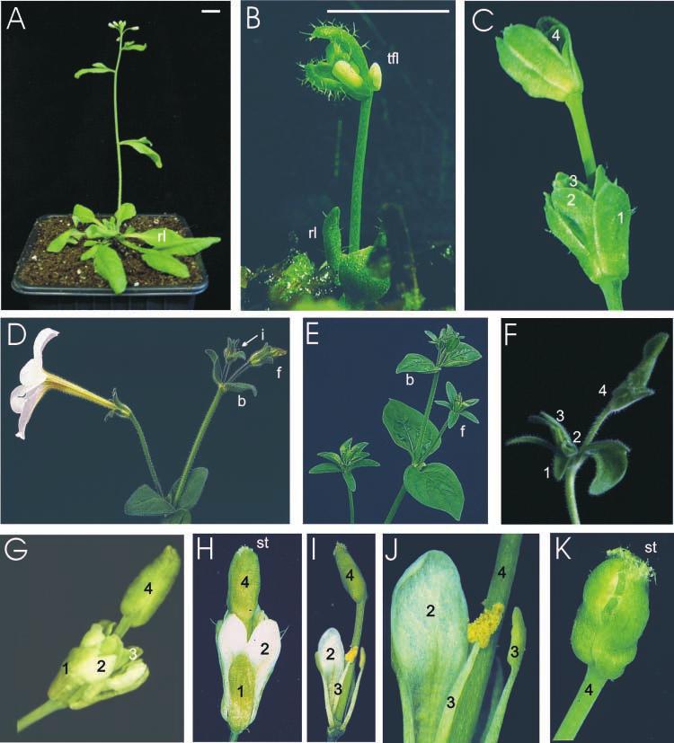 916 The Plant Cell Figure 1. Arabidopsis and Petunia sep-like Mutants and Complementation of the Arabidopsis Mutant by FBP2 Overexpression.