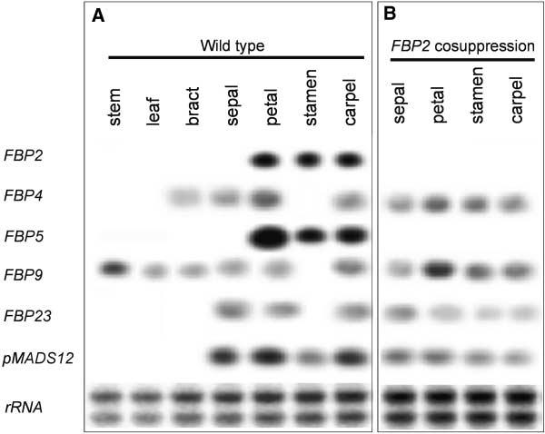 918 The Plant Cell Figure 3. Expression Patterns of Petunia FBP2 Family Members in Petunia Wild-Type and FBP2 Cosuppression Plants Determined by RNA Gel Blot Analyses.
