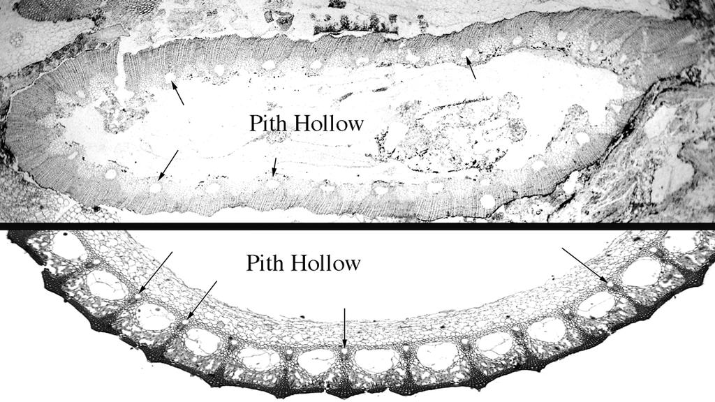 Stem Cross Sections: The extinct tree-like horsetail, Calamites, on top. Equisetum below. Arrows point to the carinal canals in each.