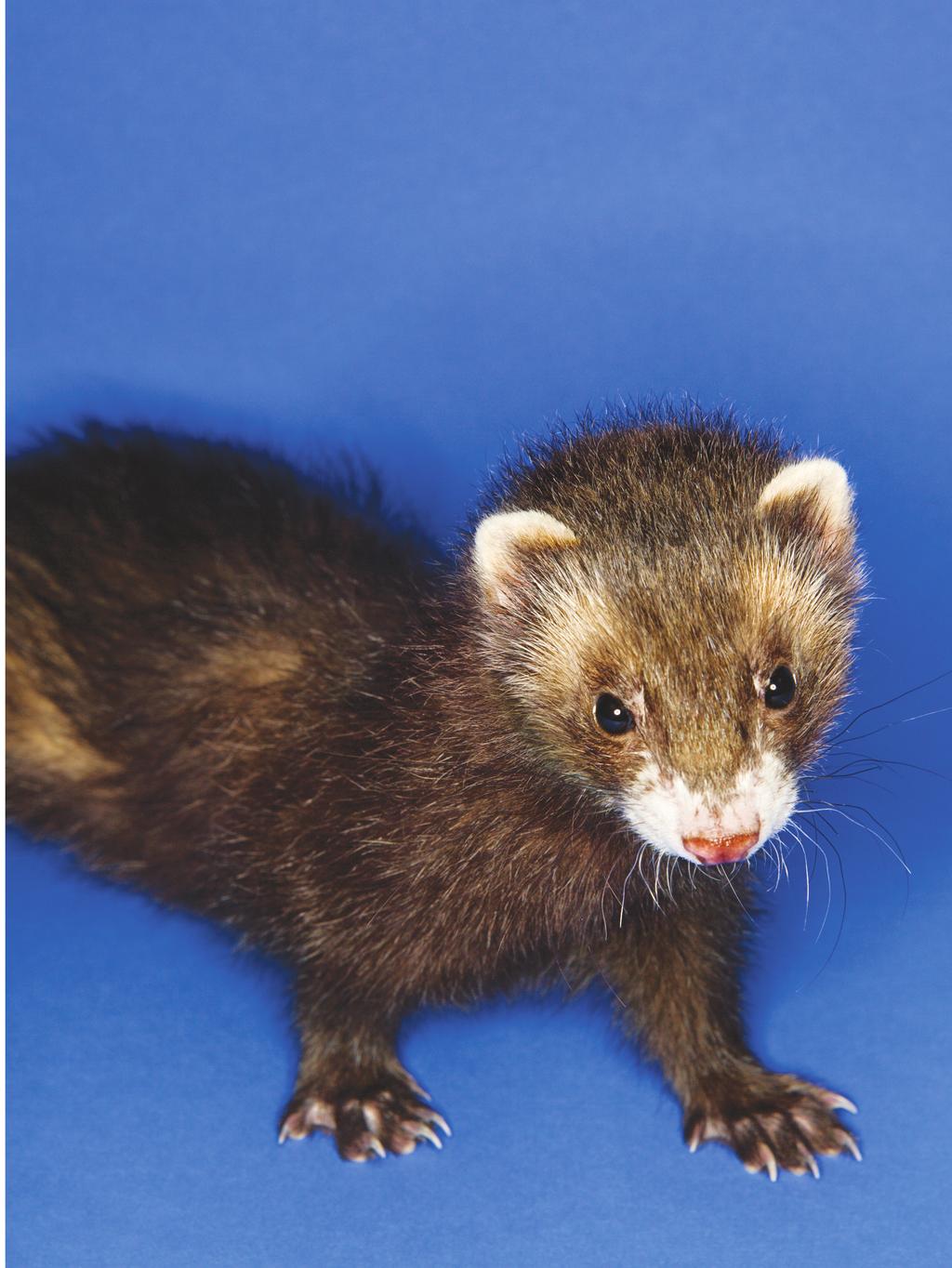 PROBLEM-BASED LEARNING IN THE SCIENCES Ferret It