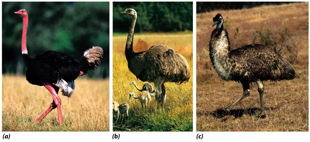 Ostrich from Africa Rhea from SoAmer Emu from Australia