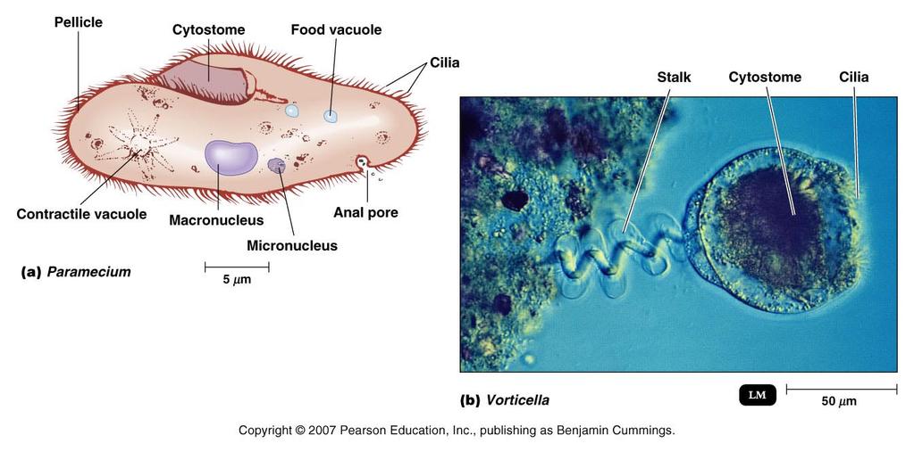 Ciliophora ( ciliates ) all have many small projections called cilia used for locomotion & to direct food into the cytostome