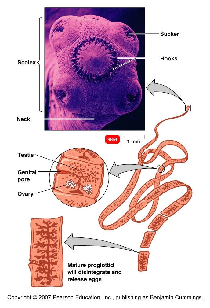 Tapeworms (cestodes) intestinal parasites scolex (head) has hooks & suckers for attachment no digestive system, absorb nutrients repeating