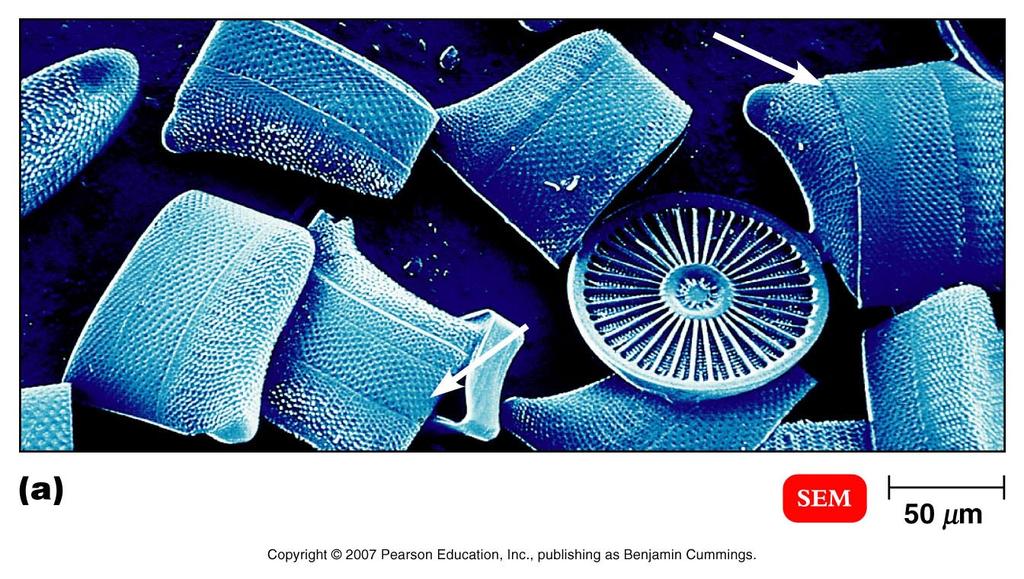 Diatoms unicellular or filamentous (form multicellular filaments) have a unique cell wall structure composed of a carbohydrate called