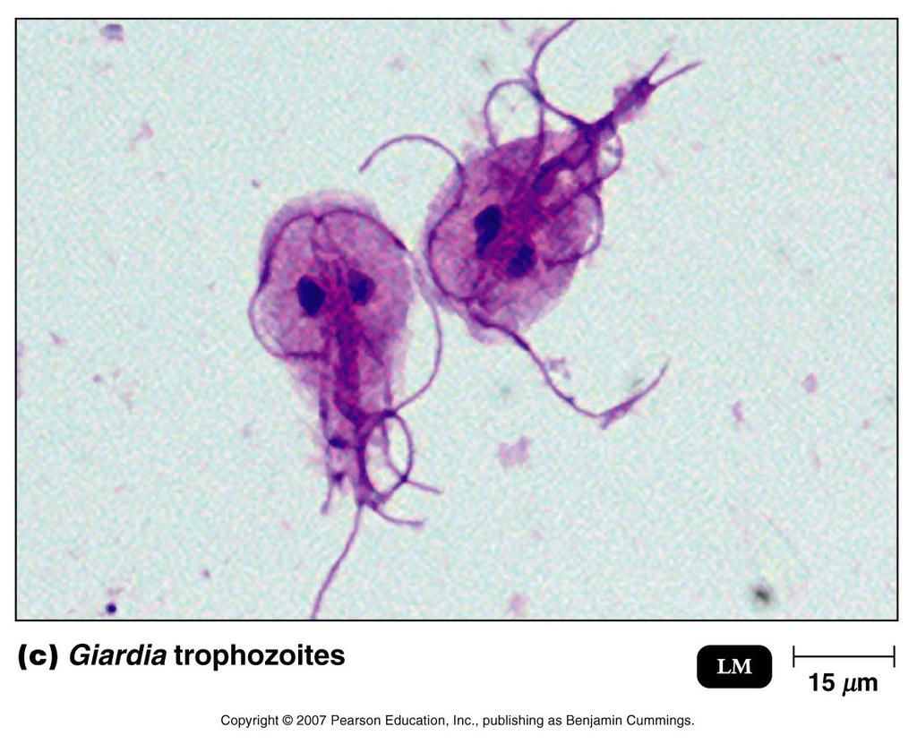 flagella, Diplomonads have 2 nuclei several parasitic genera