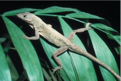 Anole Ecological Niche Green Anole and