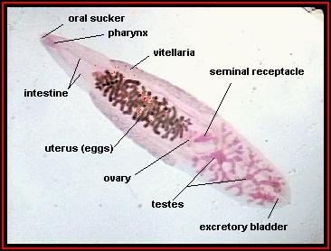 planarians Food in Undigested out Sexual (hermaphrodites) + asexual Gasses via diffusion Pharynx Sheath surrounding