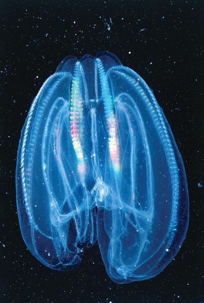 Phylum Ctenophora Surface similarity to the Cnidaria is not borne out.