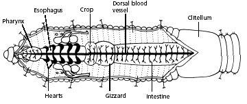 Invertebrates Bilateral symmetry Tissues, organs,