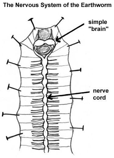 Roundworms (nematoda) Segmented worms (annelida)