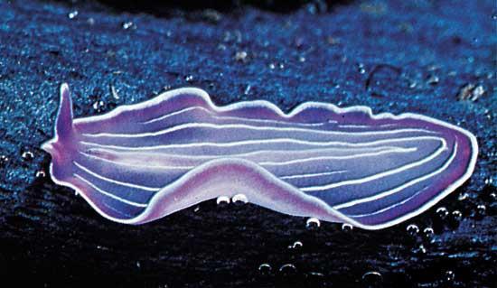 Phylum - Platyhelminthes (Flatworms) Parasitic