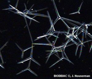 Spicule (Spikes) Mesohyl (Jelly-Like Cells) Support and protect the sponge Made of Calcium carbonate or silica Much like glass Food & Respiration Recall Cellular Respiration Filter feeder -