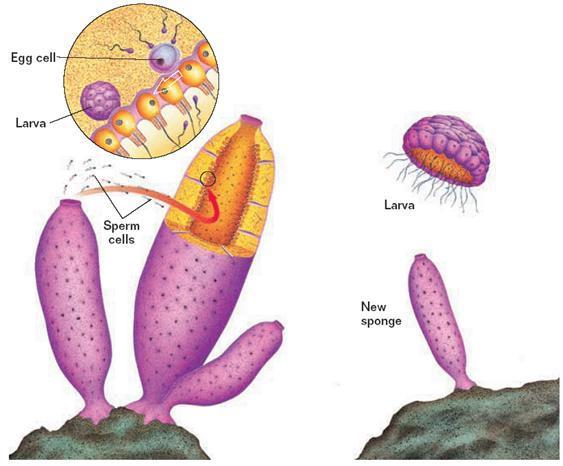 Transporting larva Sexual Reproduction Meiosis occurs in