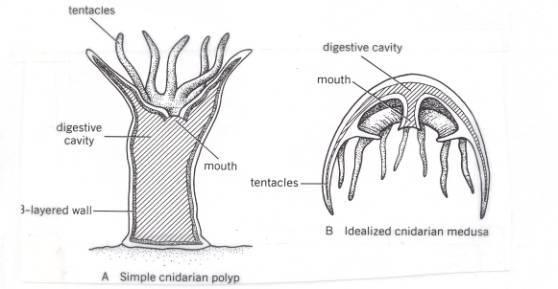 Cnidarian Body Structure Polyp (Hydras, corals, and sea
