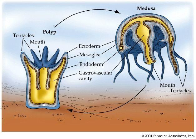 reproduction Medusa (Jellyfish) Motile structure Cnidarian Food