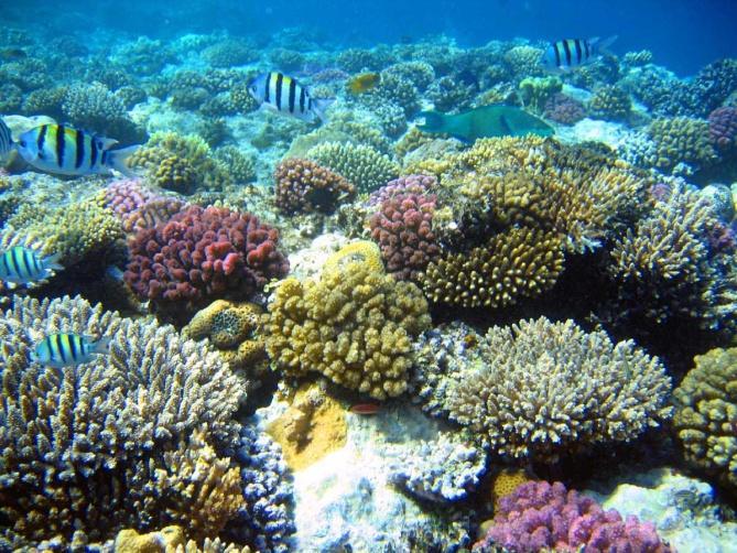 polyps Coral reefs form when