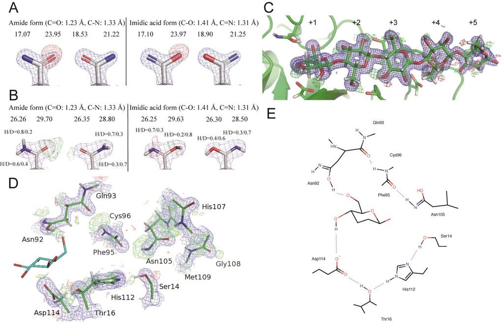 Asn92 or Asp92. On the other hand, the glucose at subsite -1 of D114N was not distorted, even though O6 interacted with Asn114. Figure S6: Joint refined structure of PcCel45A WT with 2.