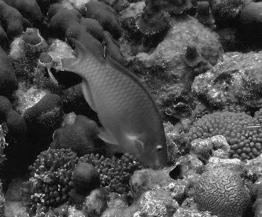 Are herbivorous fishes a single functional group?