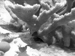 coral recovery (Bellwood et al.
