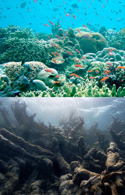 Coral Reef Bleaching due to