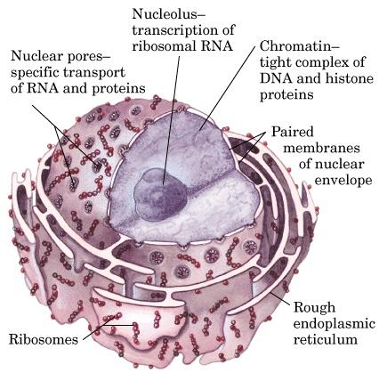 Eukaryotic Cell Nucleus Contains cellular