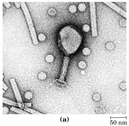 Viruses = Parasites of Cell Viruses Replicate themselves in