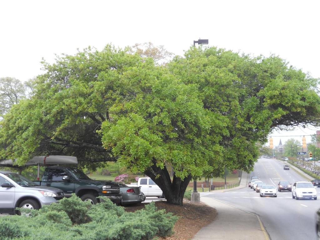 Appearance of Healthy Live Oaks To better understand the abnormal symptoms that have begun to appear on the Toomer s oaks it is helpful to first visualize what live oaks not exposed to tebuthiuron