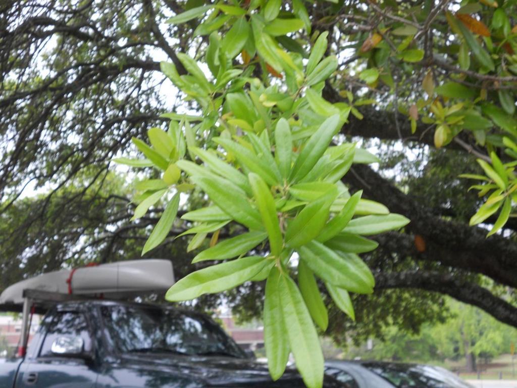 This is a close-up of the live oak between College Street and the Comer Hall parking lot. The new leaves are still expanding, but are already about 3 inches long and medium green.