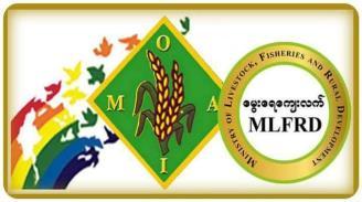 Situation of corn in Myanmar