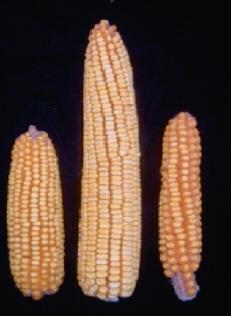 Hybrid Corn Femal e Hybri