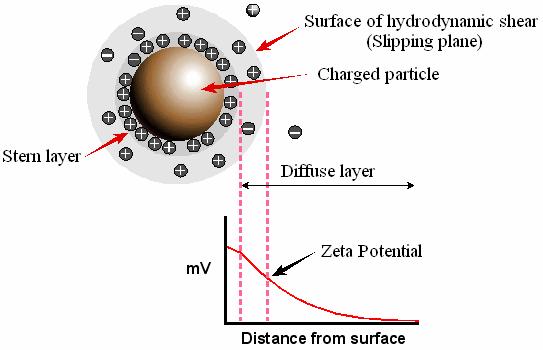Zeta Potential The magnitude of the zeta potential gives an indication of the electrostatic stability of the colloidal system.