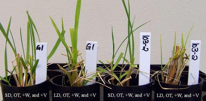 dormancy inducing (LD, OT, +W, and +V) conditions Dormant genotypes grew
