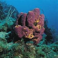 Sponges: Phylum 113 A B C figure 6.12 Marine Demospongiae on Caribbean coral reefs. A, Pseudoceratina crassa is a colorful sponge growing at moderate depths.