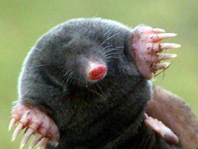 A mole (mol) is the number of carbon 12 atoms in exactly 12 grams of carbon 12. 1 mol of a substance contains 6.02 x 10 23 particles of the substance. The constant 6.