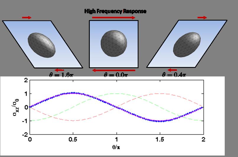 16 P.J. ATZBERGER Fig. 6.4. Polymerized Vesicle subject to Oscillatory Shear. At hight frequencies the distortion of the vesicle shape is seen to be large, shown on top.