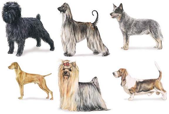 Artificial selection Dogs All breeds descended from wolves (AKC