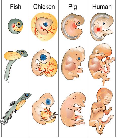 Embryology Evidence o Similarities in Early Development: The early stages or embryos,
