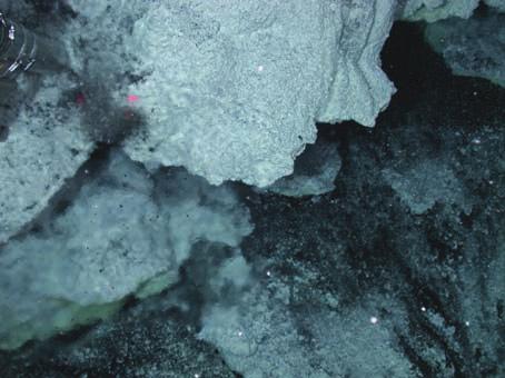 (b) White microbial mats covering rocks at Iceberg Vent, NW Rota-1.