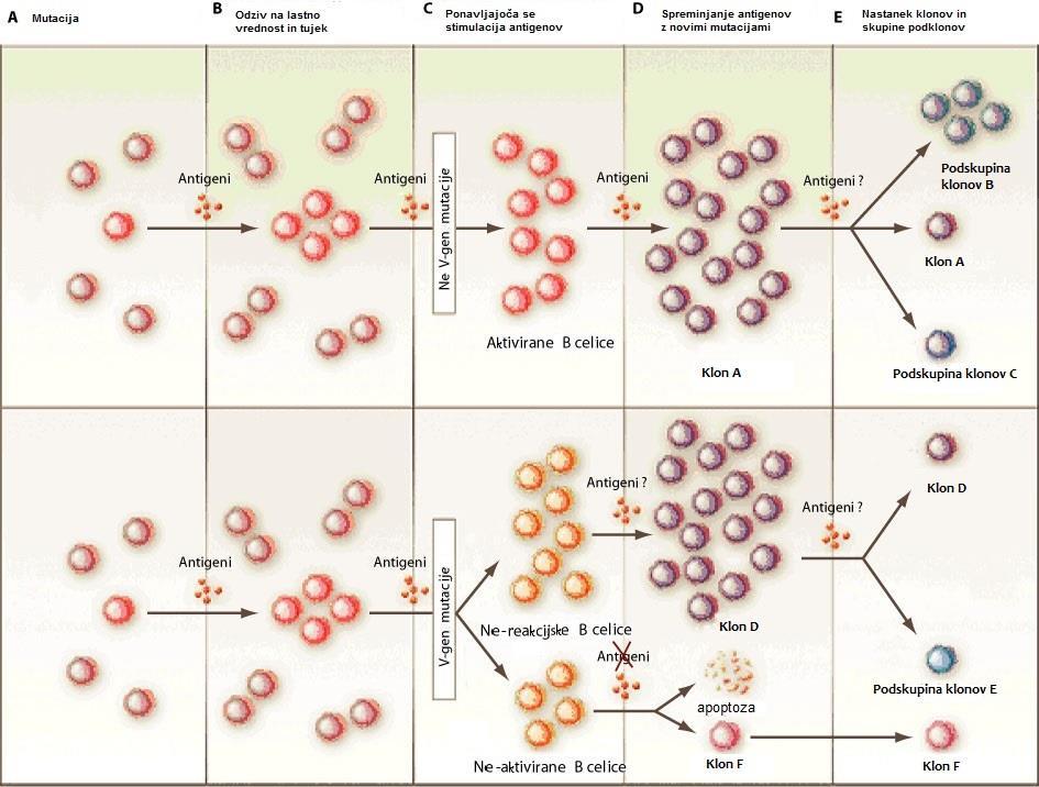 Imunski sistem in njegove biološke osnove Slika 2: Primer operacij kloniranja in mutacij protiteles [40] Normalno delovanje imunskega sistema spremlja nizka stopnja spontanih mutacij (ena mutacija na