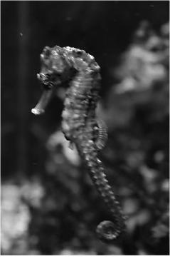 (a) (b) (c) Figure 8. Sharpening of the Seahorse image. (a) The original image (317 476), lacking in sharpness.