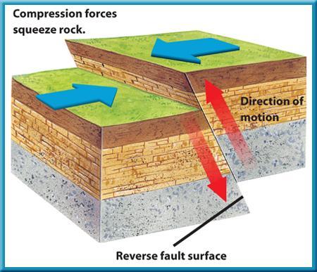 Forces Inside Earth Reverse Faults Reverse faults result from compression forces that squeeze rock.