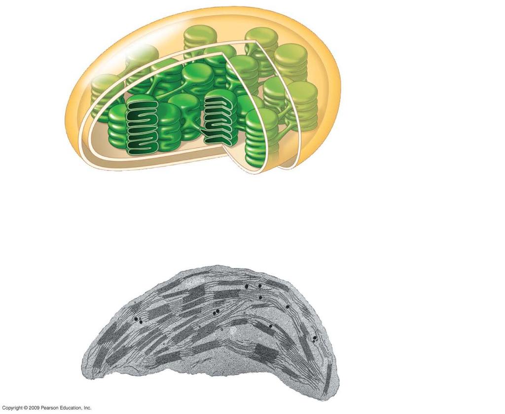 Chloroplast Outer and inner membranes Stroma