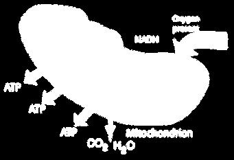 (with O 2 ) and Anaerobic (without O 2 ) Aerobic Respiration: 1.