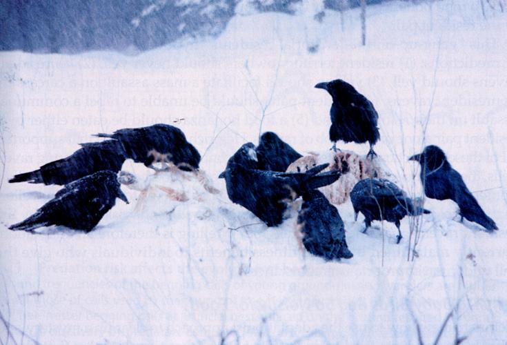 Ravens yell at carcasses Nomadic juveniles recruit