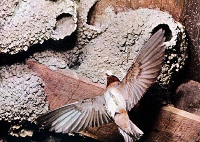 Cliff swallow
