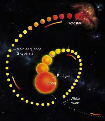 Lifespan of a G Star When it uses up the H in its core, it expands to form a red giant, burning H in an outer shell & He in the core.