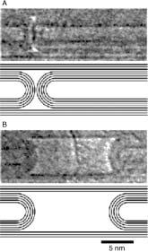 19-28 Handbook of Nanoscience, Engineering, and Technology FIGURE 19.25 (A) An as-grown bamboo section. (B) The same area after the core tubes on the right have been telescoped outward.