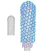 Carbon nanotubes can be formed from a single sheet of C atoms or several sheets Single walled carbon