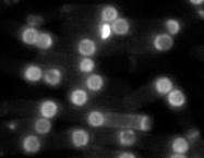fluorescence microscopy in wild type (strain BTD23), spoiiiaδ